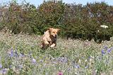 GOLDEN RETRIEVER 166